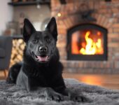 Dog lying in front of a high-quality fireplace his owners avoided buying from a big box store.