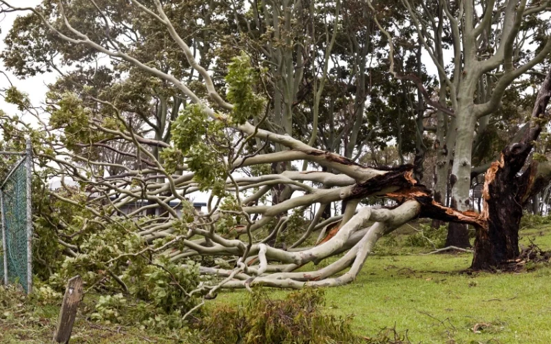 Eucalyptus tree split by weather event.