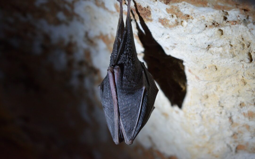 This Is How to Get Rid of Bats in Your Chimney