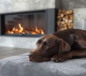 A cozy living room with a chocolate Labrador resting on a soft gray surface in front of a modern gas fireplace. The fireplace features vibrant flames and a stack of neatly arranged firewood in the background, adding warmth and charm to the space. This shows the importance of Decoding Fuel Type Stickers On Fireplace Data Plates And UL Listings.